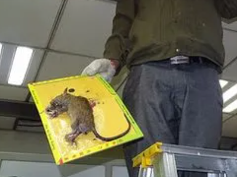 办公室灭鼠